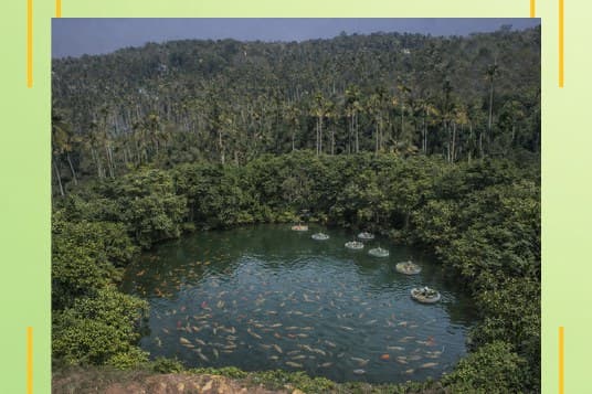 Natural Ponds with Fish Breeding photo from Sahya Greens brochure