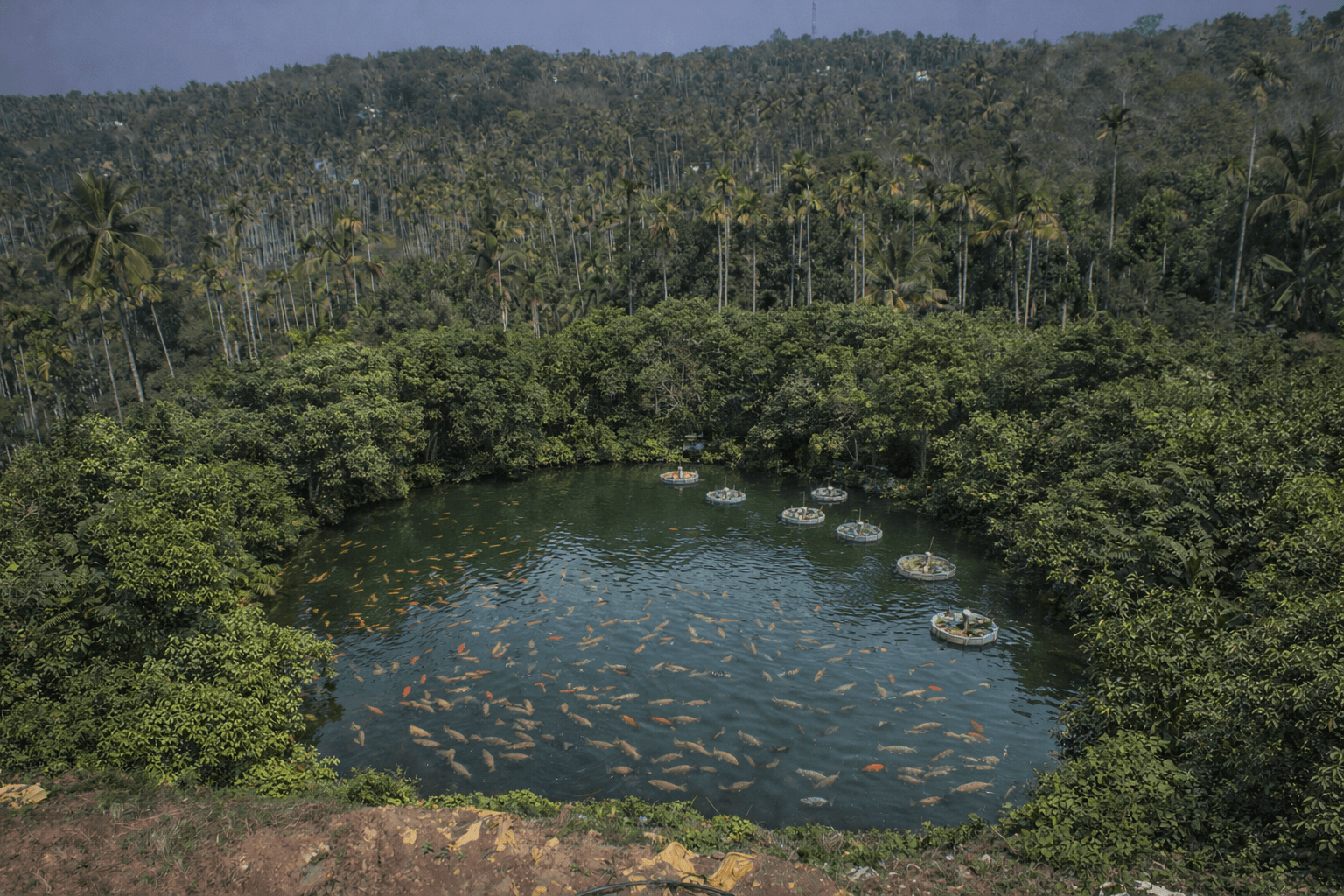 Natural ponds with fish breeding uploaded visual