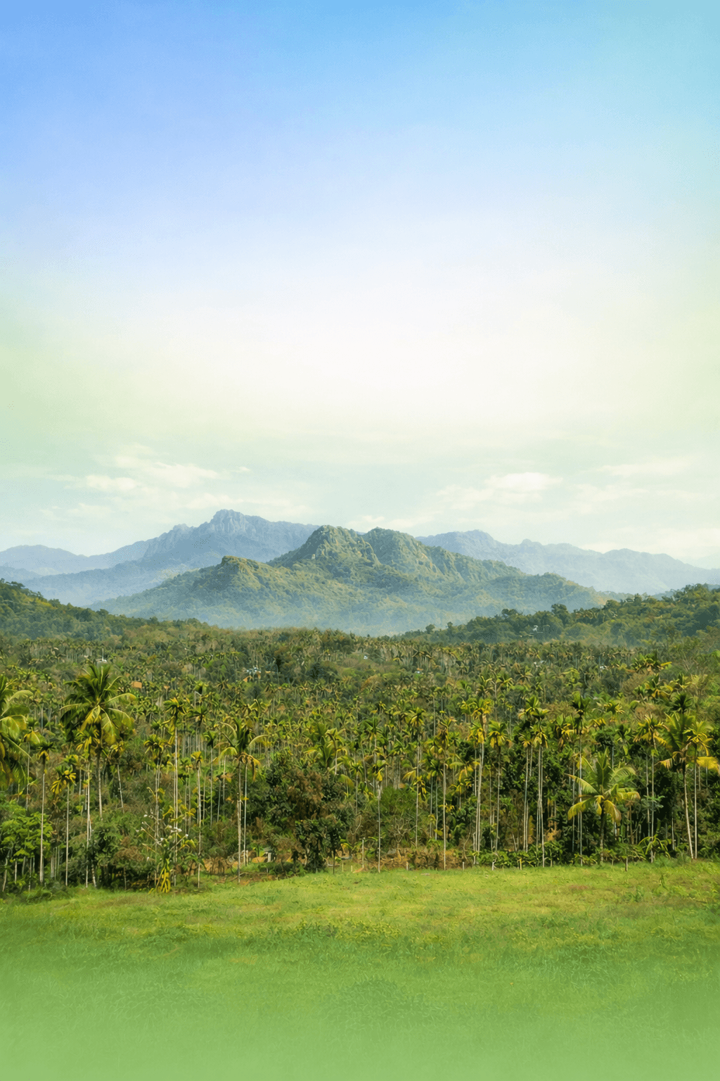 Misty Wayanad landscape