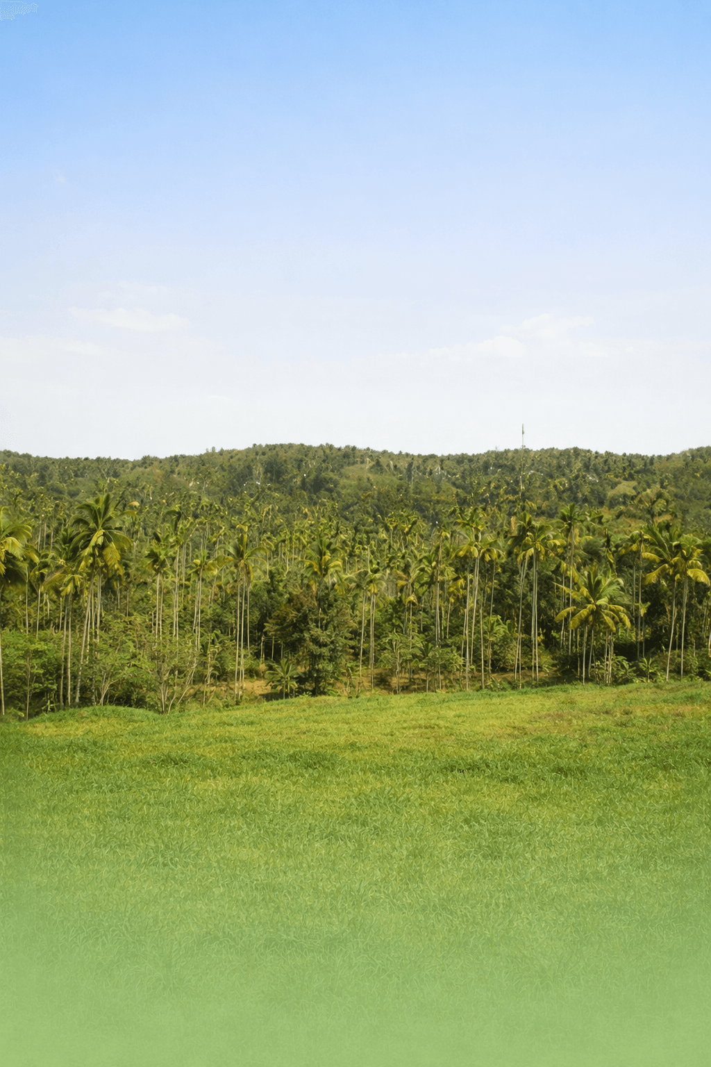 Wayanad palms and hills visual uploaded for Sahya Greens